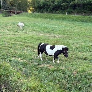 Meet your Posher, Irina